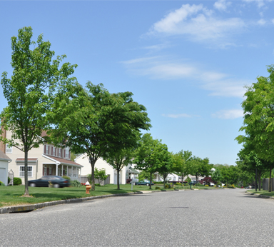 A neighbourhood street lined with green leafy trees