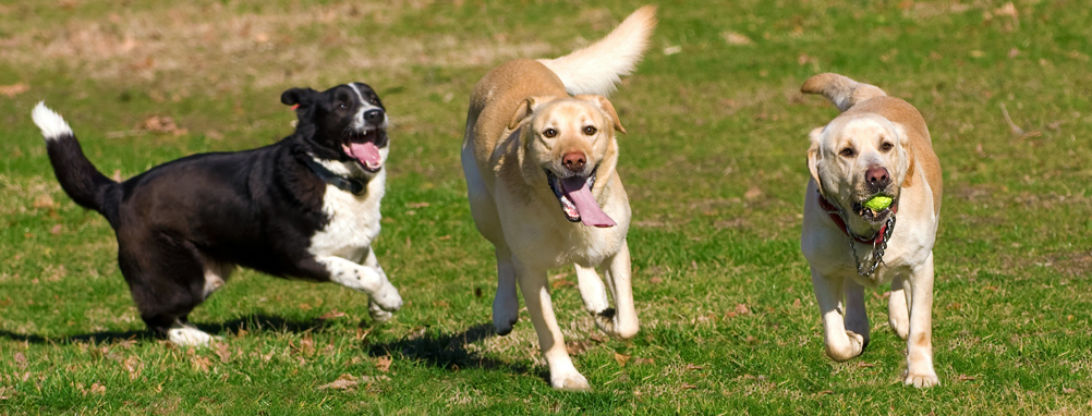 three dogs running and catching balls in the dog park