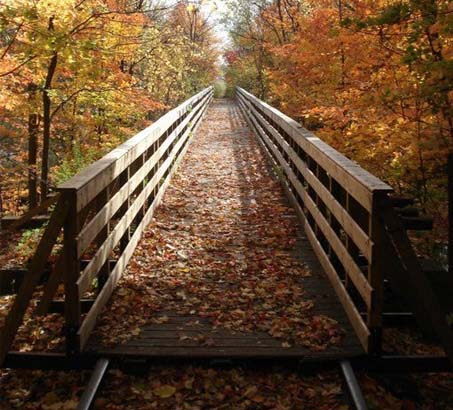 A view of a bridge with fall leaves on the ground