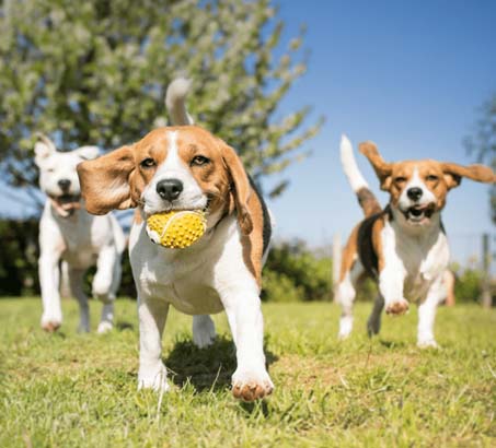 Dogs running and playing at a dog park