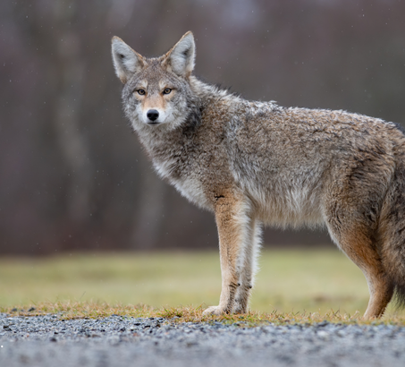 coyote