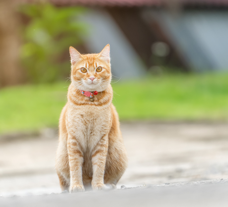 cat