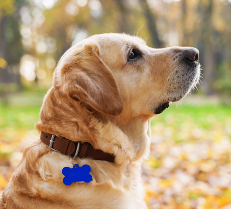 dog with collar