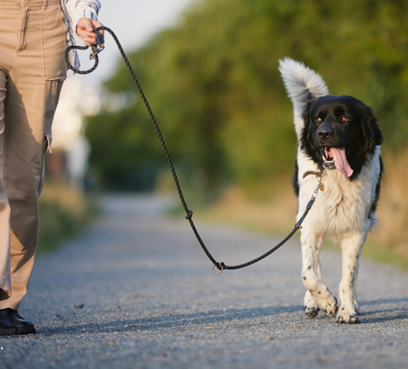 dog on leash