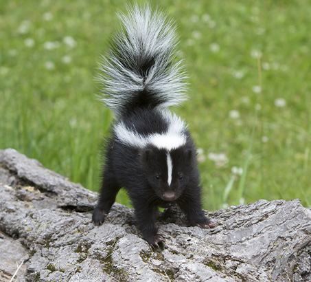 A small skunk on a tree log