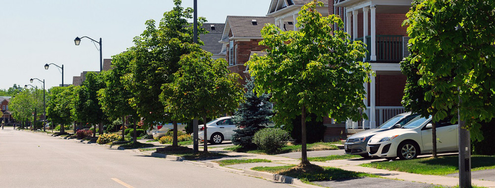 Trees lining the streets of a Milton neighbourhood