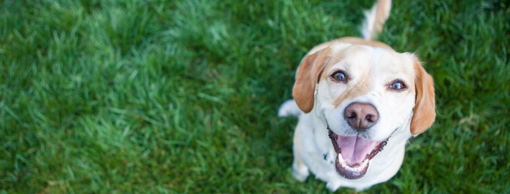 Dog looking up smiling