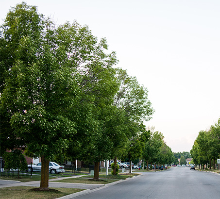 a row of trees along a neighbourhood street