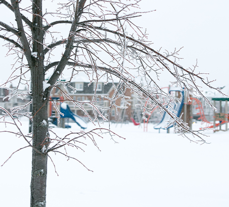 Ice on a tree in front of a playground