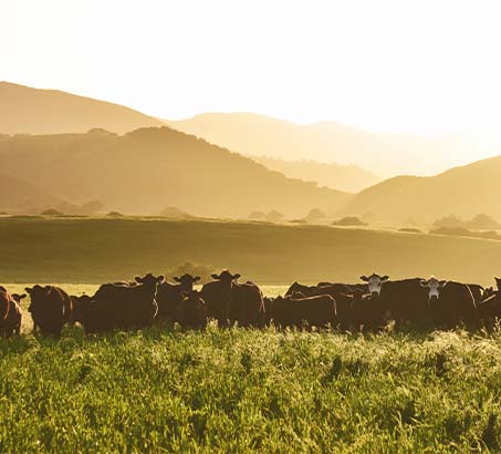 Cows in a field with the sun setting